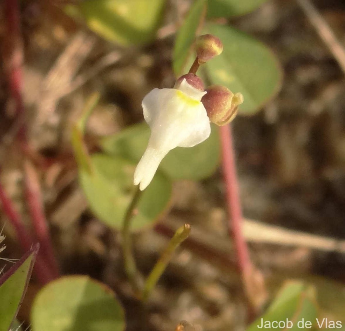 Utricularia caerulea L.